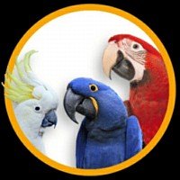 Macaw Parrot Shop