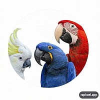 Macaw Parrot Shop