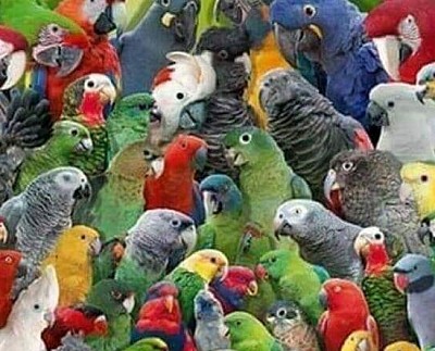 Jual Aneka Jenis Burung Macaw Parrot Dan Kakatua Dgn Harga Murah Dan Bersertifikat Resmi BKSDA