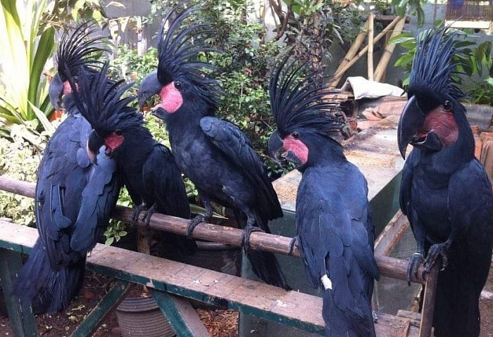 Macaw Parrot Shop