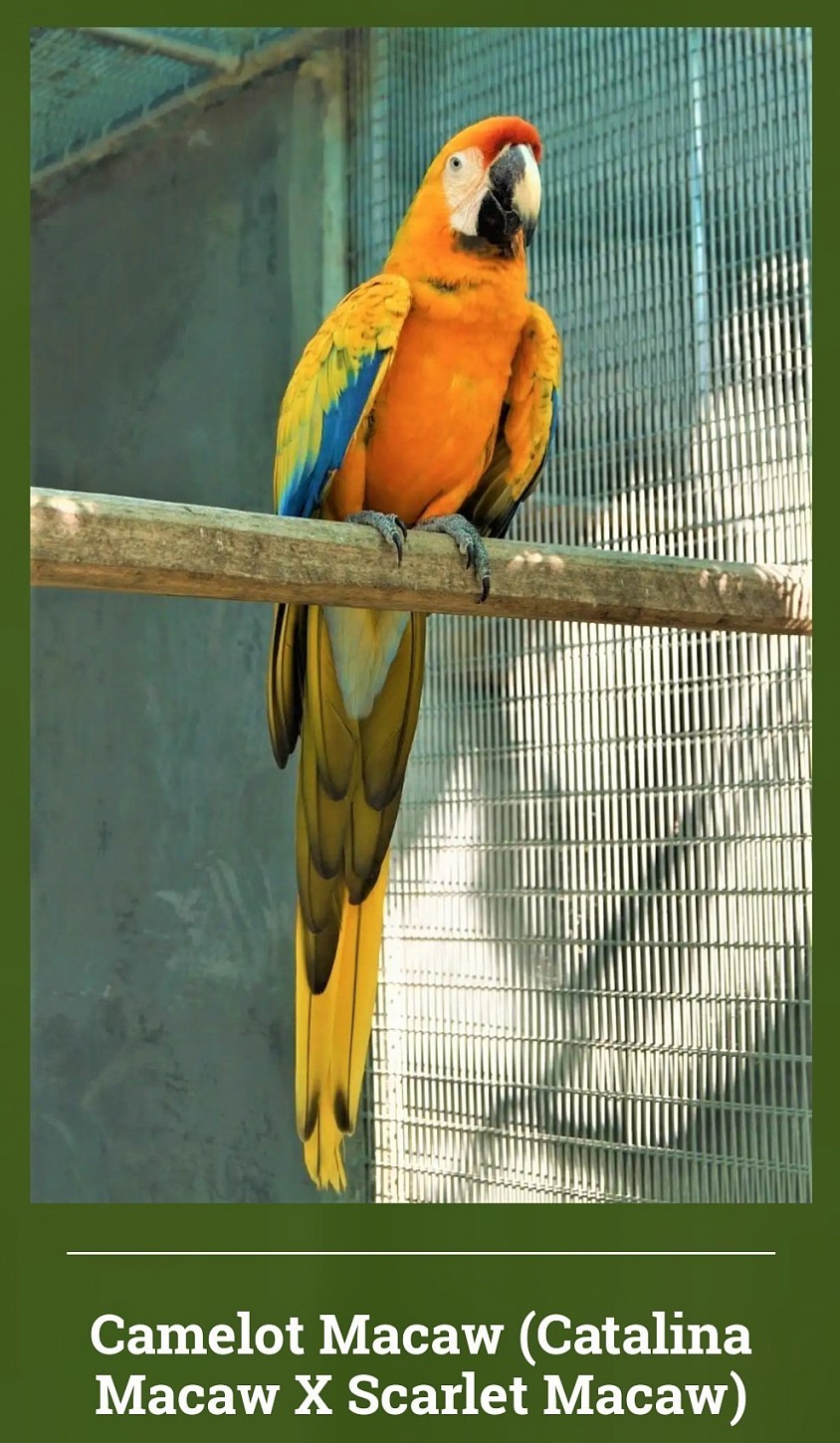 Macaw Parrot shop