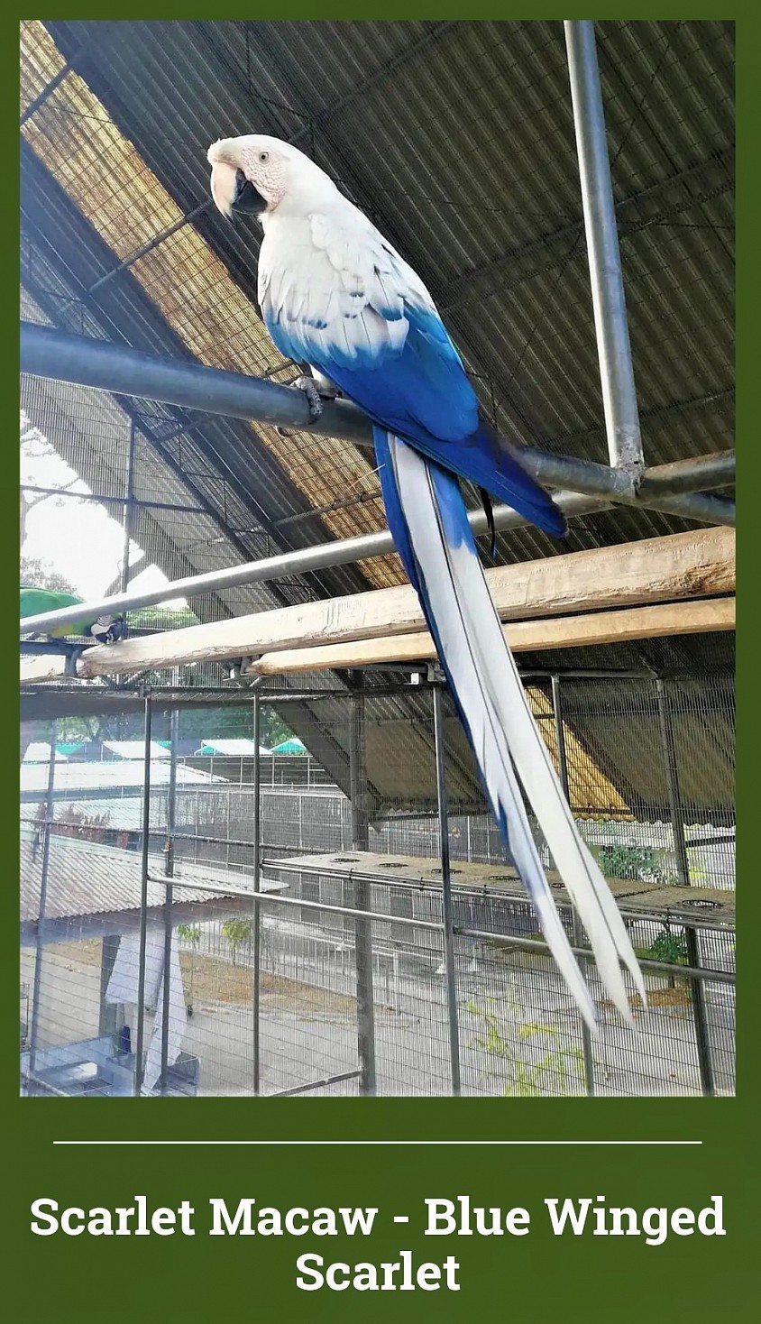 Macaw