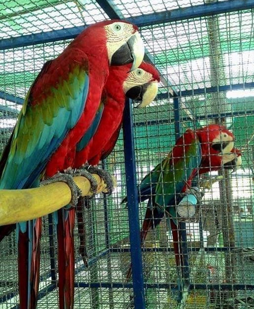 Macaw Gren wing