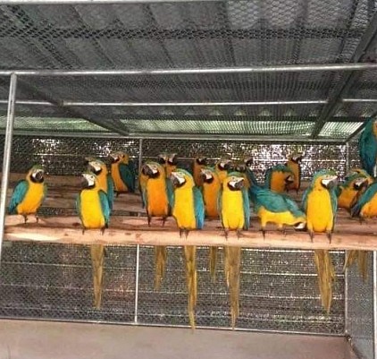 Jual burung macaw parrot