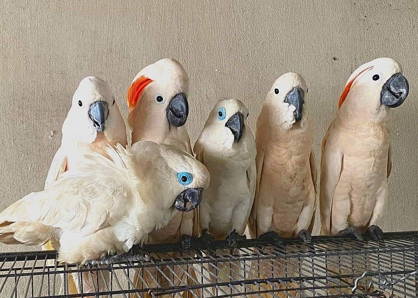 Jual burung kakak tua