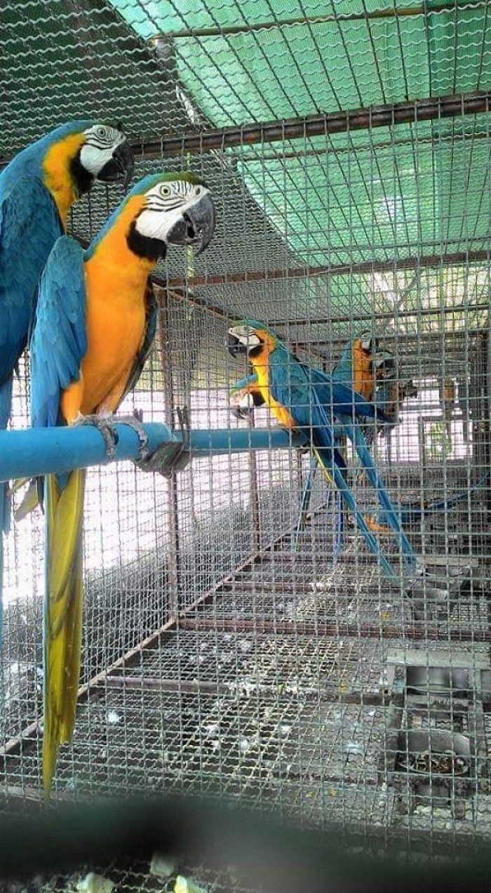 Jual burung macaw