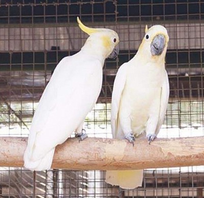 Macaw parrot shop