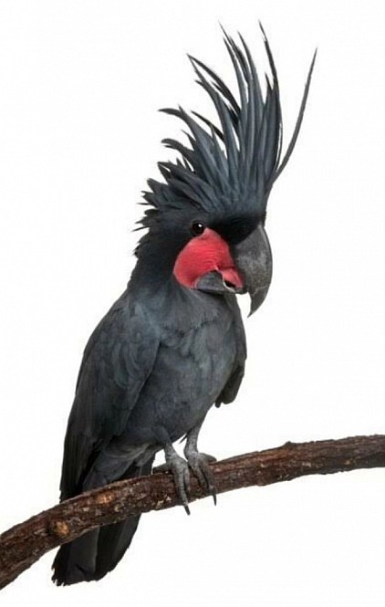 Jual burung kakatua raja