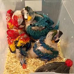 Baby macaw