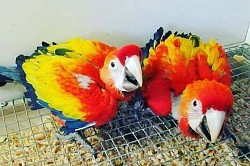 Macaw Parrot