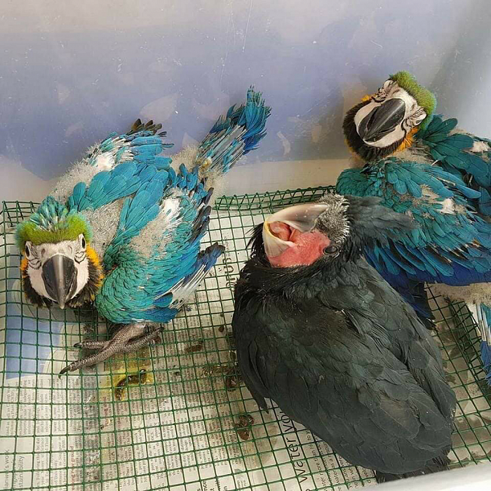 Macaw Parrot shop