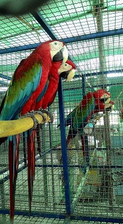 Macaw gren wing