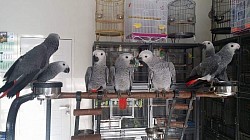 Africangrey