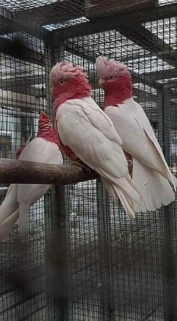 Kakatua galah