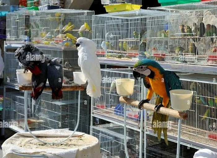 Macaw Parrot shop