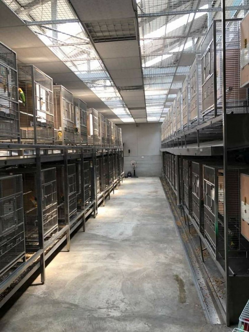 Macaw Parrot shop