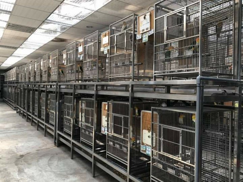 Parrot shop