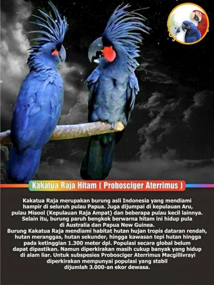 Burung kakatua raja