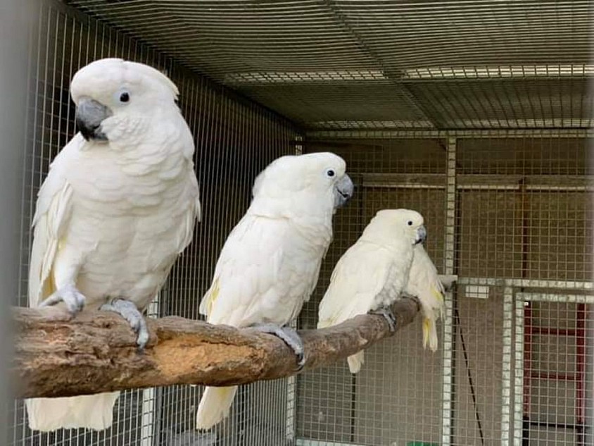 Jual burung kakatua jambul putih/alba