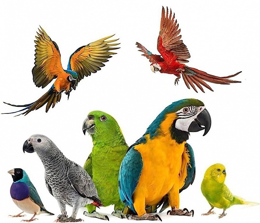 MACAW PARROT SHOP
