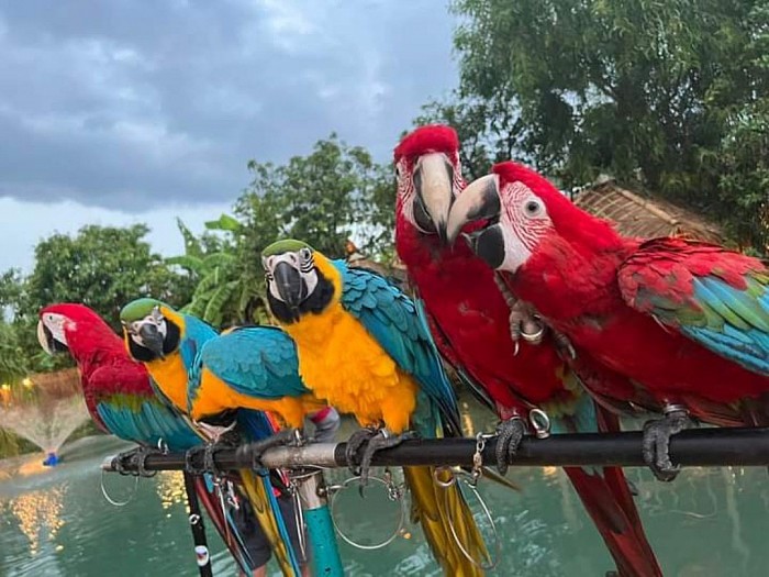 Macaw parrot shop