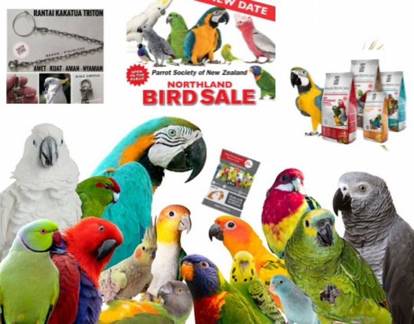 Macaw Parrot shop