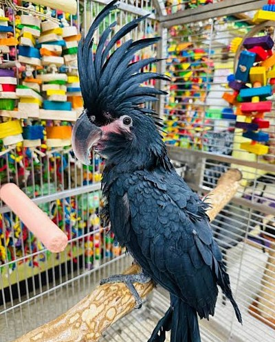 Menjual burung kakatua Raja dengan harga murah dan bersertifikat resmi BKSDA