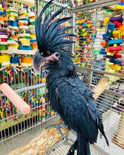 Menjual burung kakatua Raja dengan harga murah dan bersertifikat resmi BKSDA