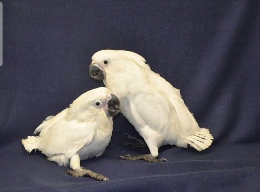 Burung nuri