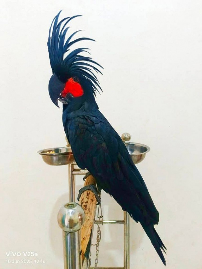 Macaw parrot shop