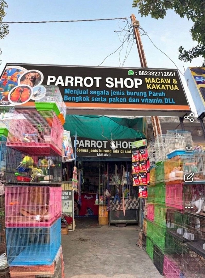 Macaw Parrot Shop